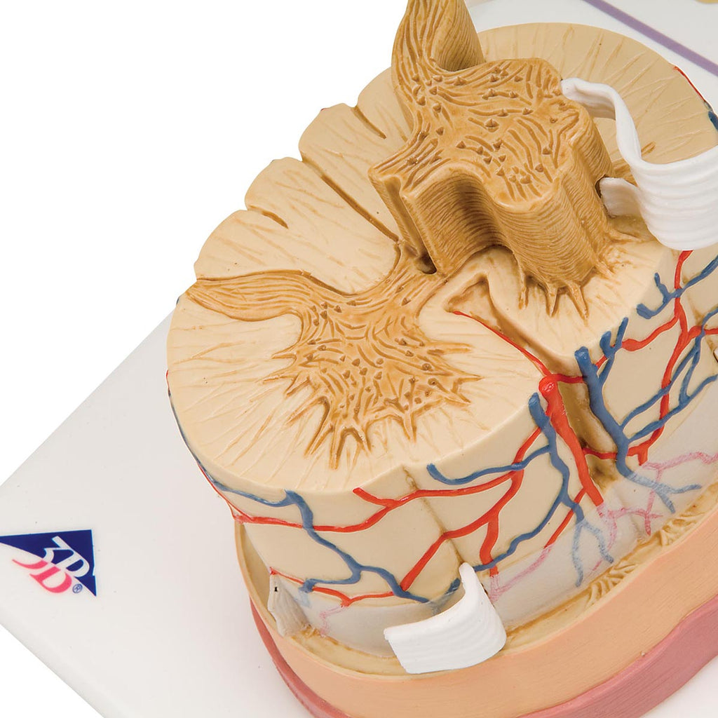 Enlarged cross-section of spinal cord with membrane, vessels and nerves