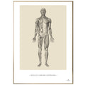 Anatomisk kunstplakat, musculi corporis anteriois © eAnatomi