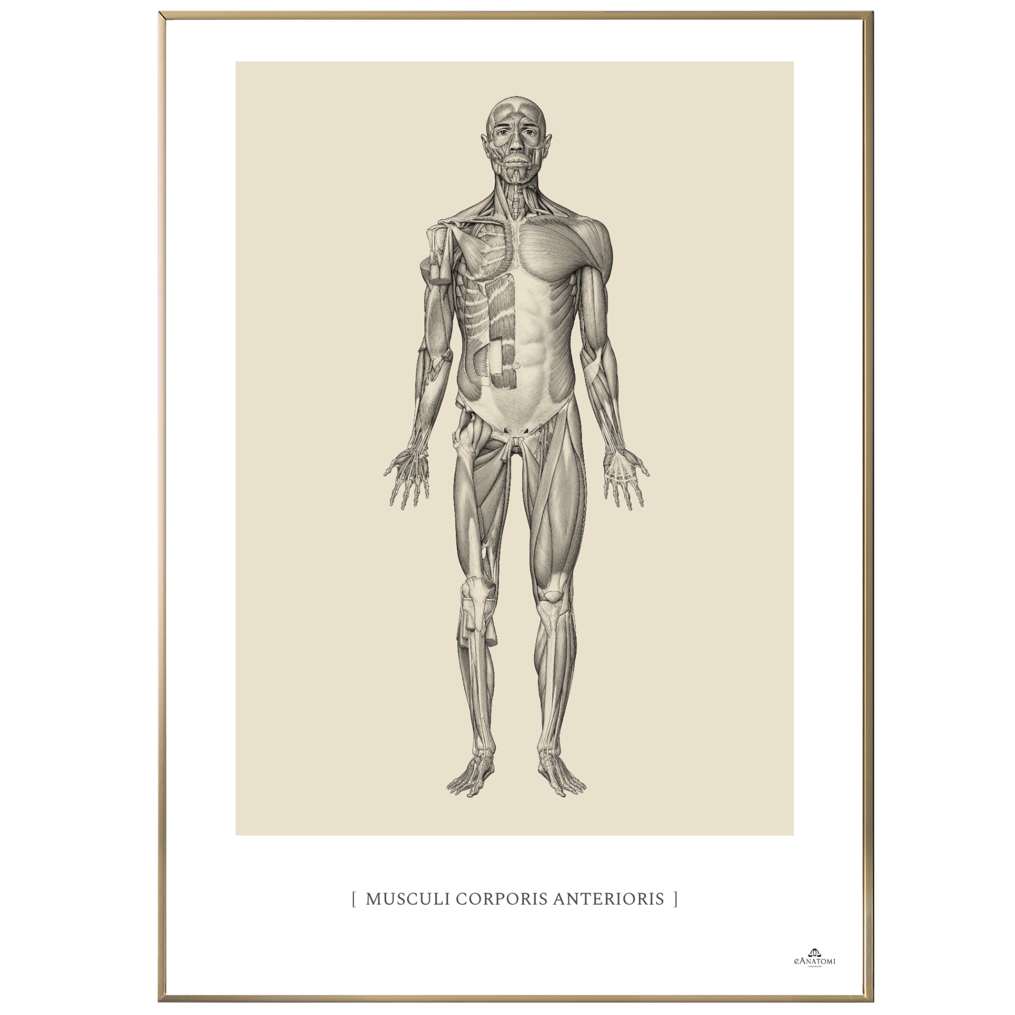 Anatomisk kunstplakat, musculi corporis anteriois © eAnatomi