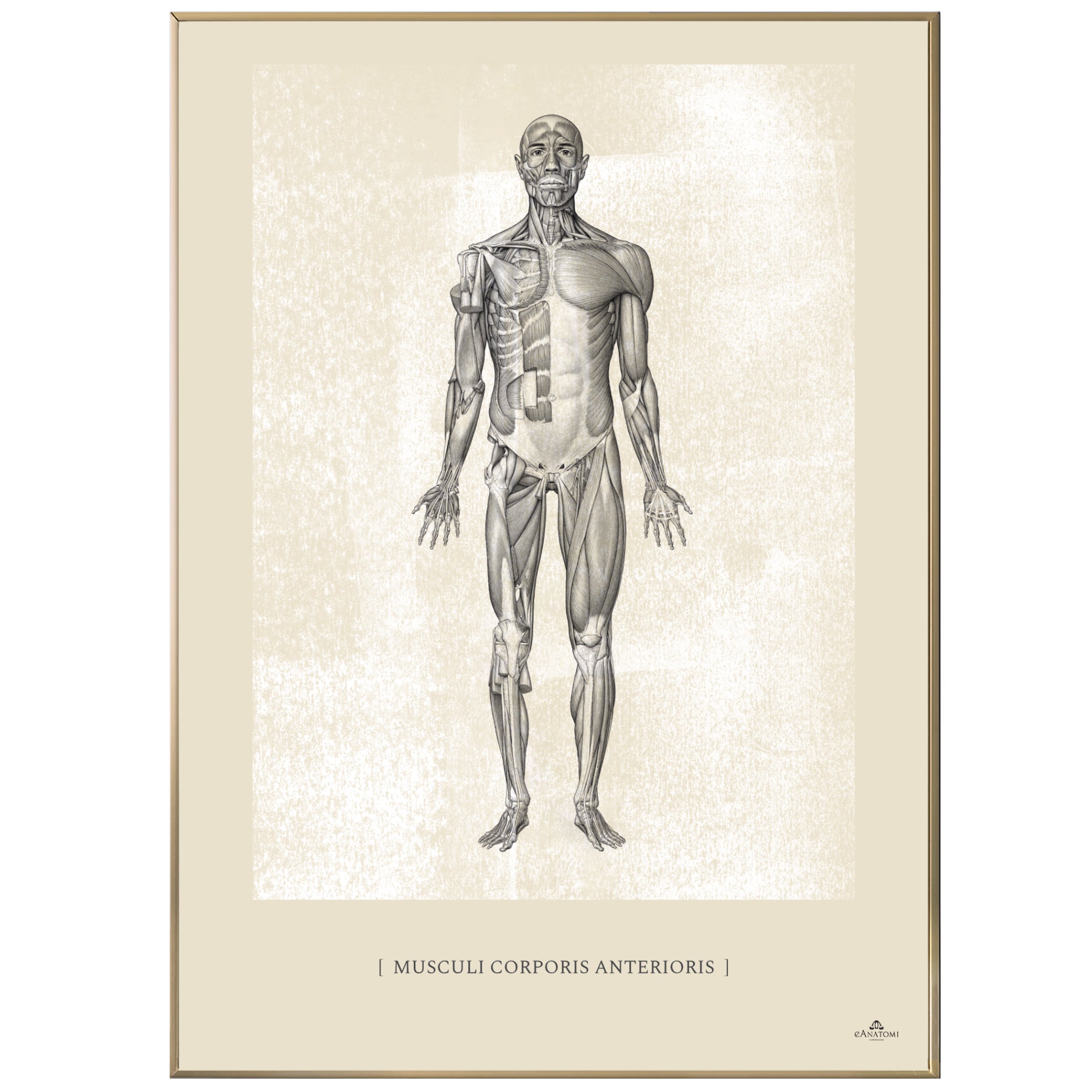 Anatomisk kunstplakat, musculi corporis anteriois white chalk © eAnatomi
