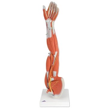 Formindsket skulder og arm, 6 dele - eAnatomi