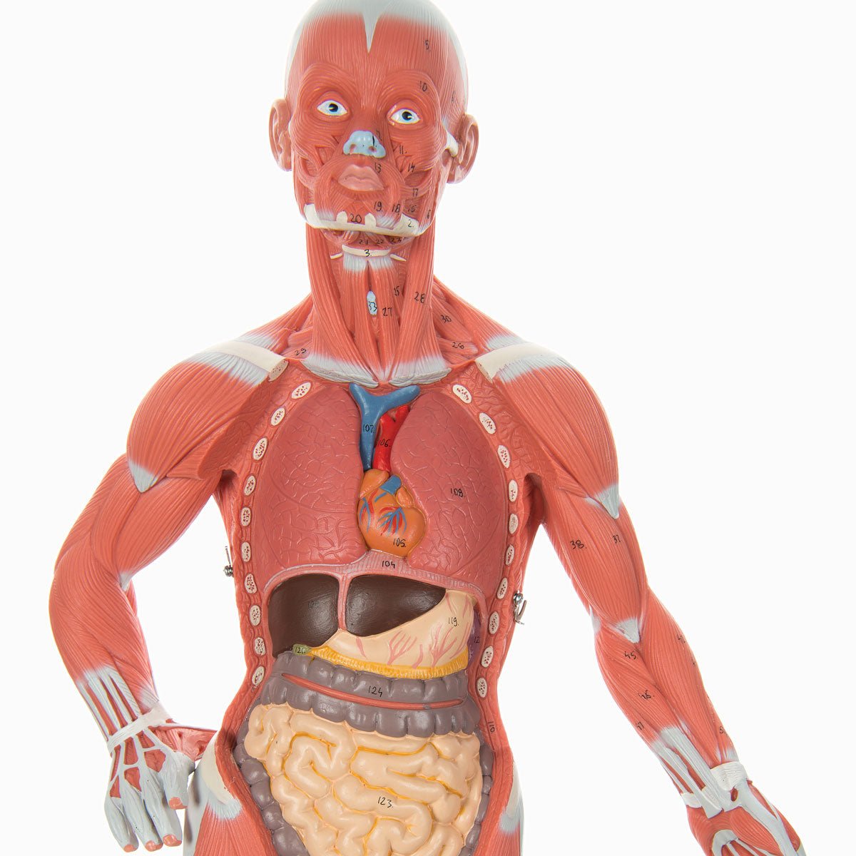 Muskelfigur, 2 dele, 57 cm - eAnatomi