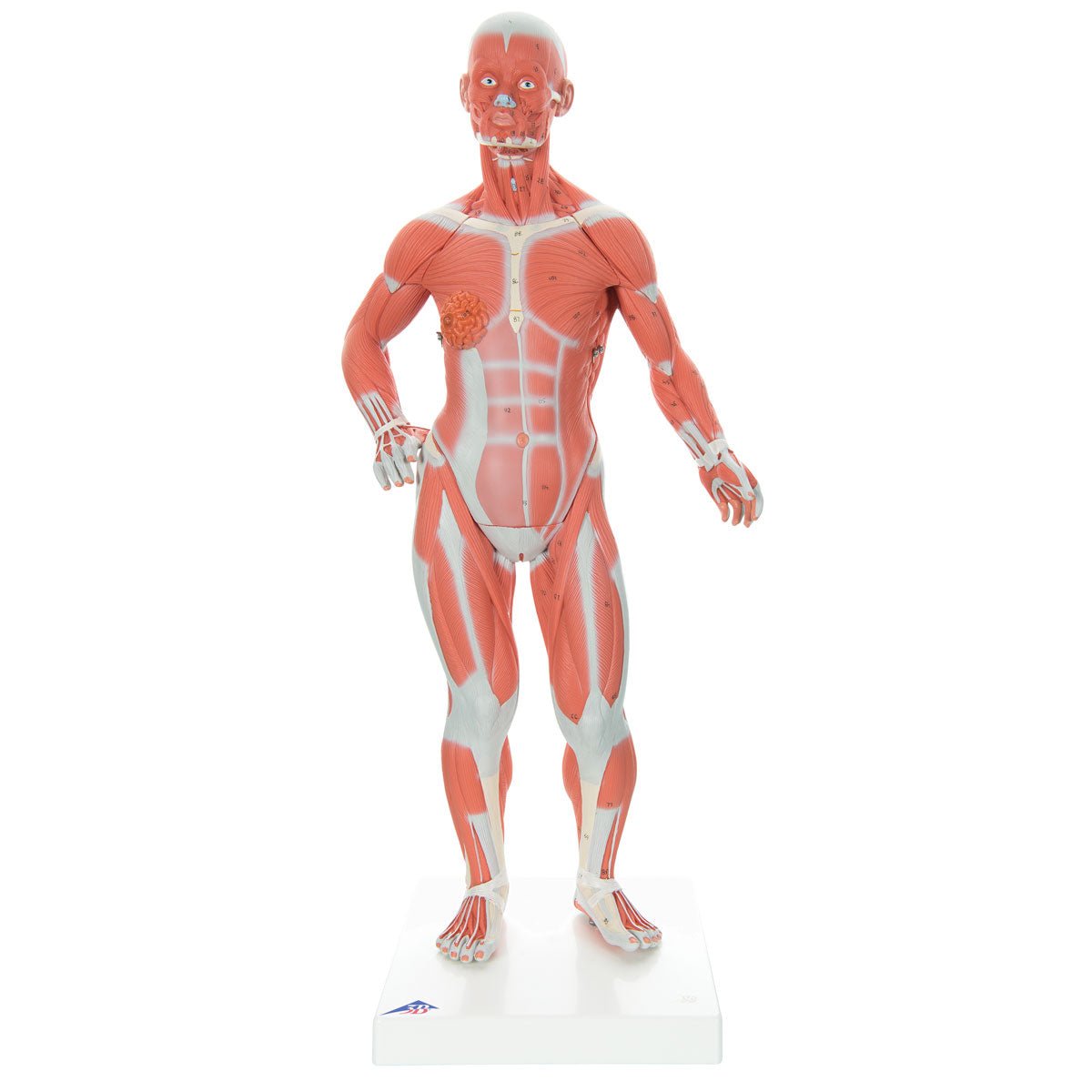Muskelfigur, 2 dele, 57 cm - eAnatomi