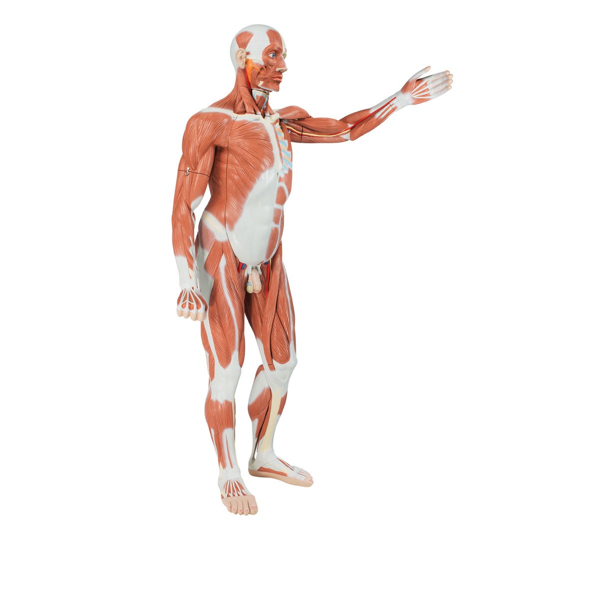 Muskel - og torsomodel, 37 dele, 180 cm - eAnatomi