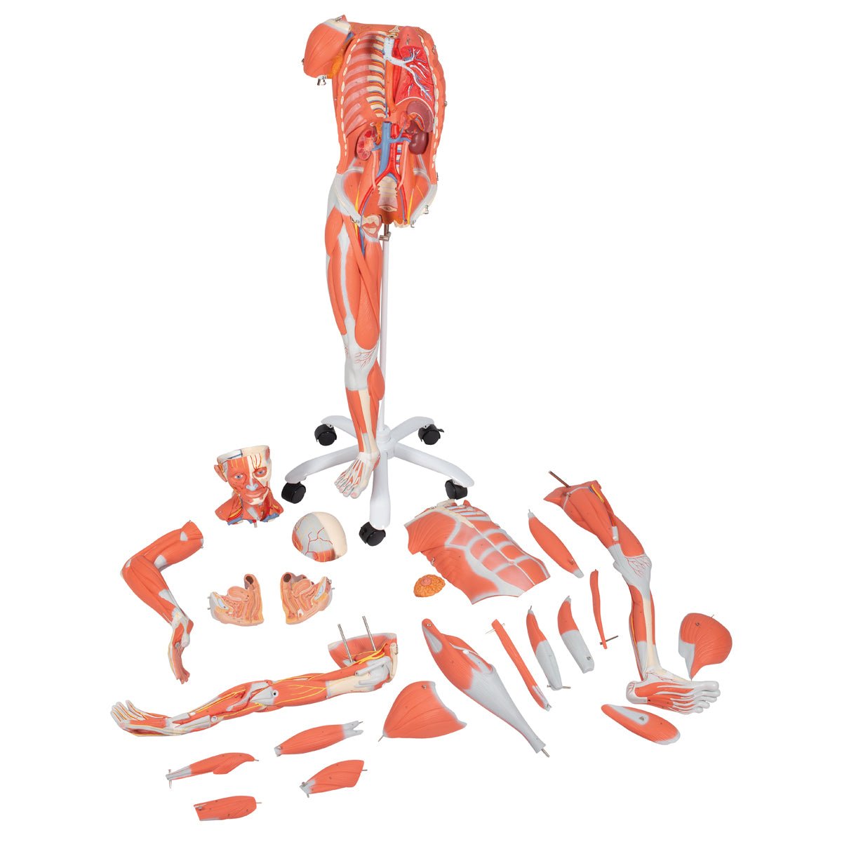 Muskelfigur, 32 dele, 138 cm - eAnatomi