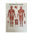 Klassisk muskelplakat på engelsk 3D relief plastik - Afhentningstilbud! - eAnatomi