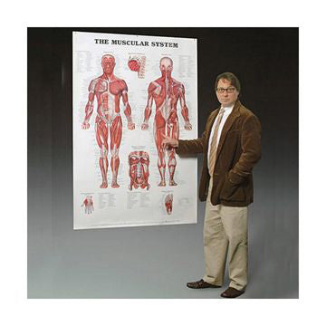 Giant muscle poster in English 2nd grade 