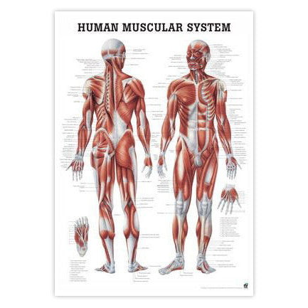 Muskelplakat på tysk & latin 50 x 70 cm