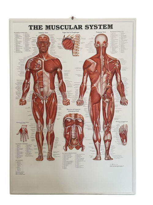 Plakatpakke, Klassisk muskel - og skeletsystem, 3D relief i plastik - eAnatomi