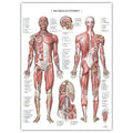 Anatomi plakat - Muskelsystemet II - eAnatomi