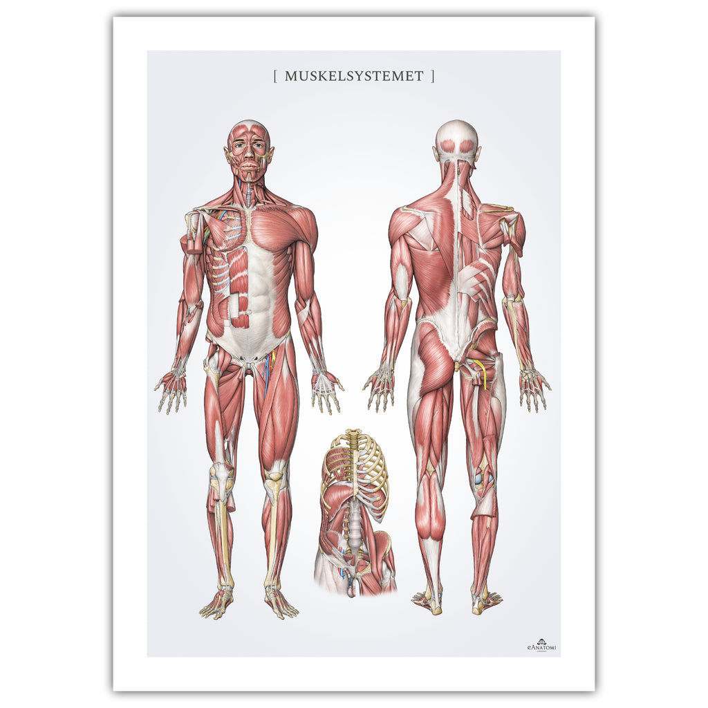 Muskelsystemet u. nomenklatur, grå, anatomi plakat © eAnatomi