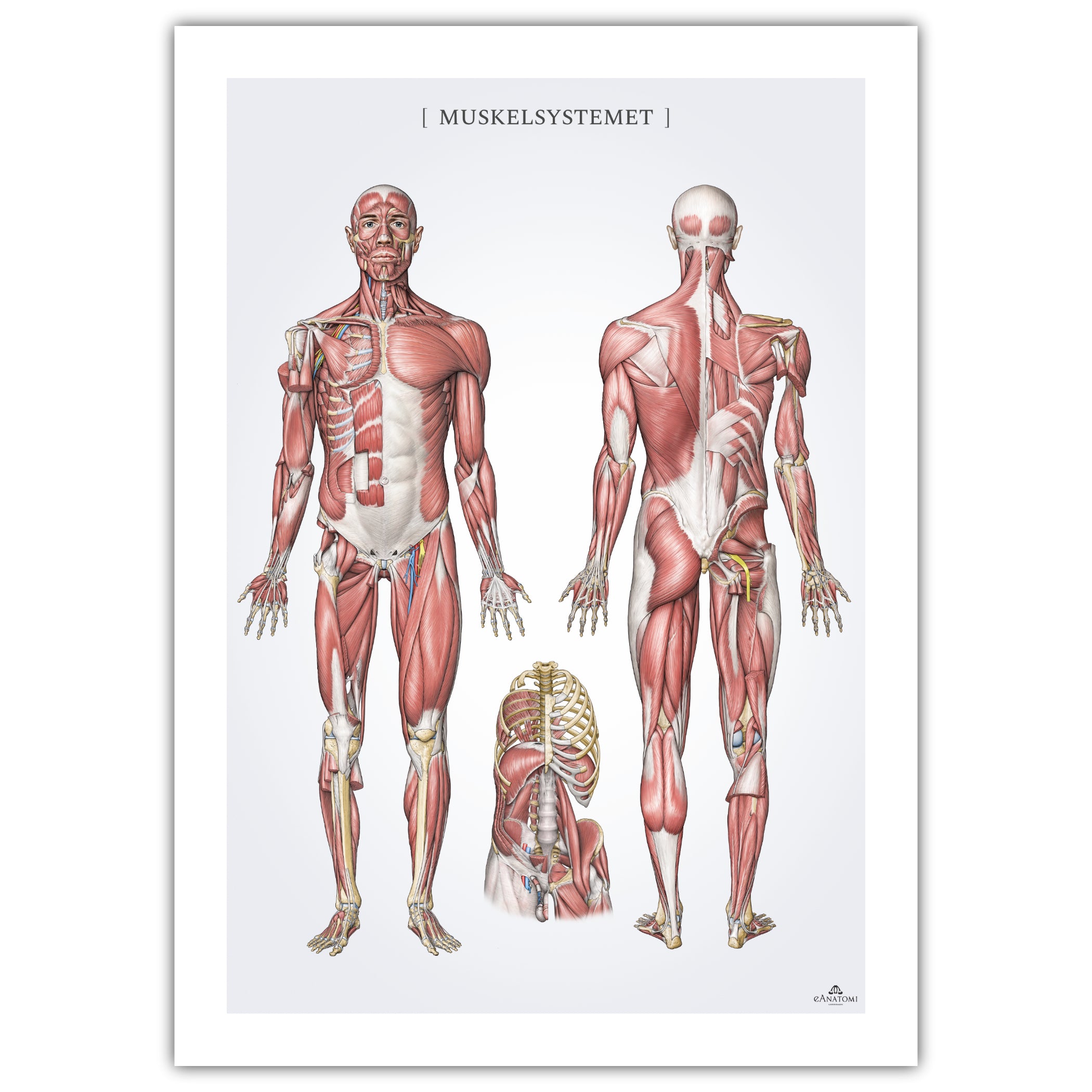 Muskelsystemet u. nomenklatur, grå, anatomi plakat © eAnatomi