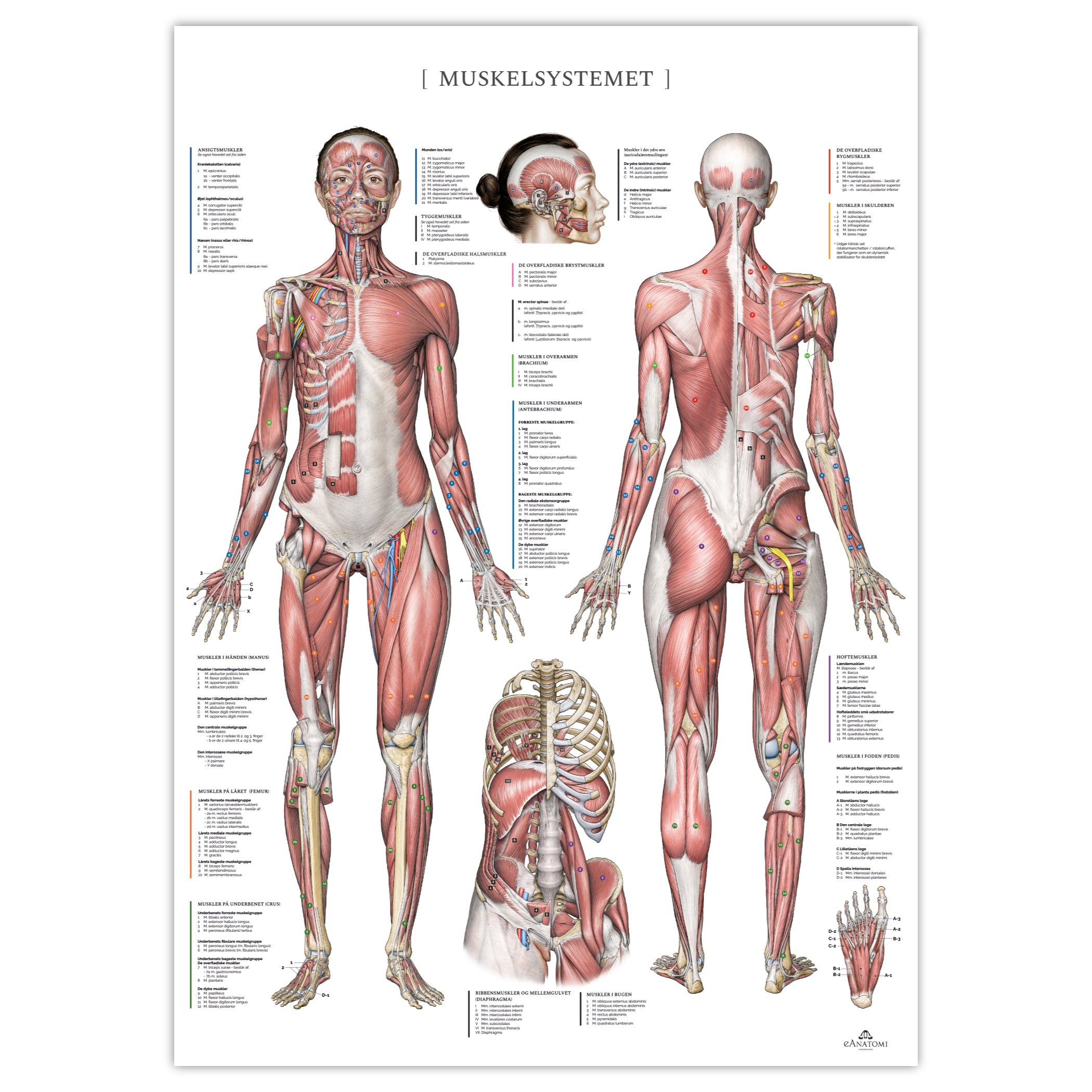 Muskelsystemet hos kvinden, m. nomenklatur, , anatomi plakat © eAnatomi