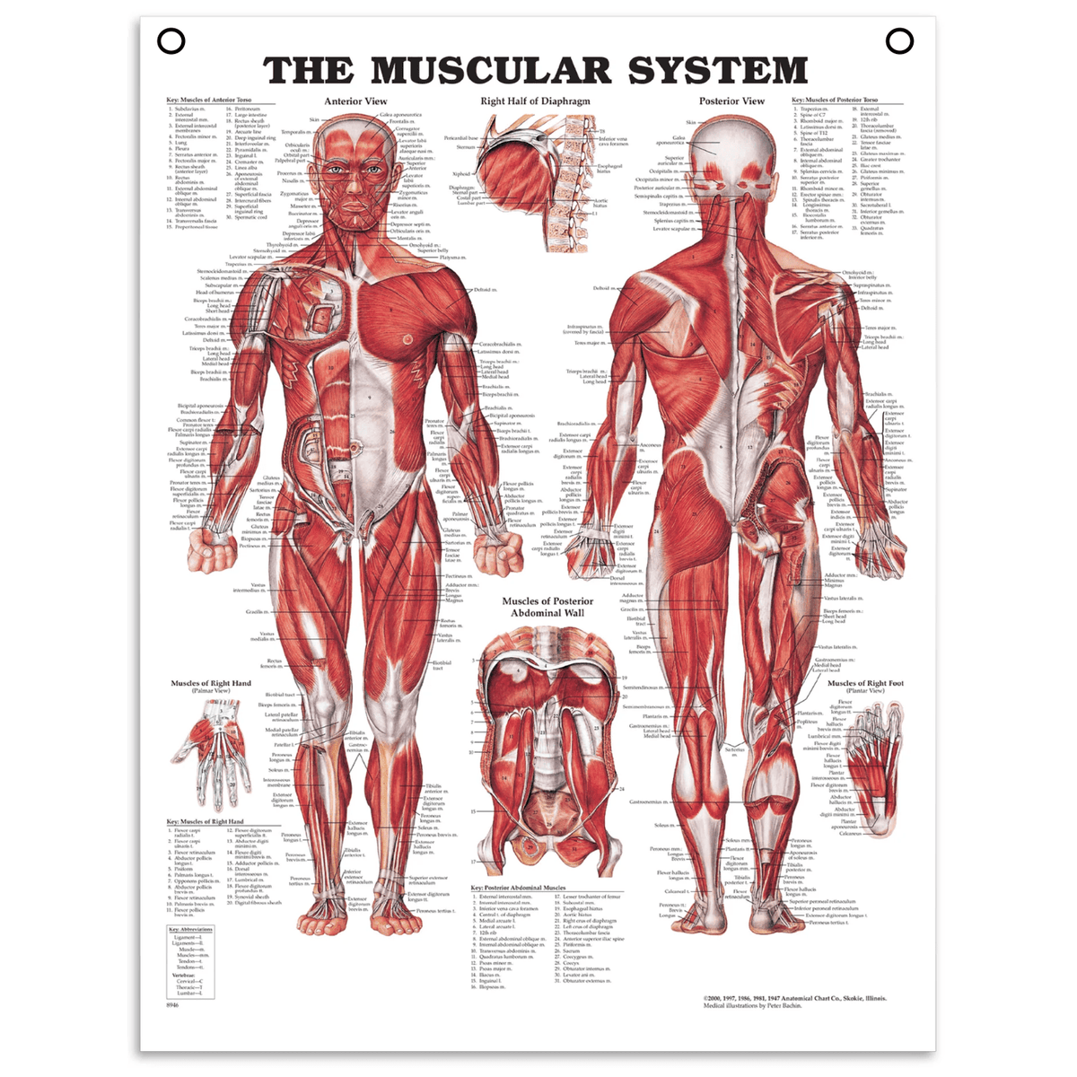 Classic muscle poster in English In anatomical posters – eAnatomi