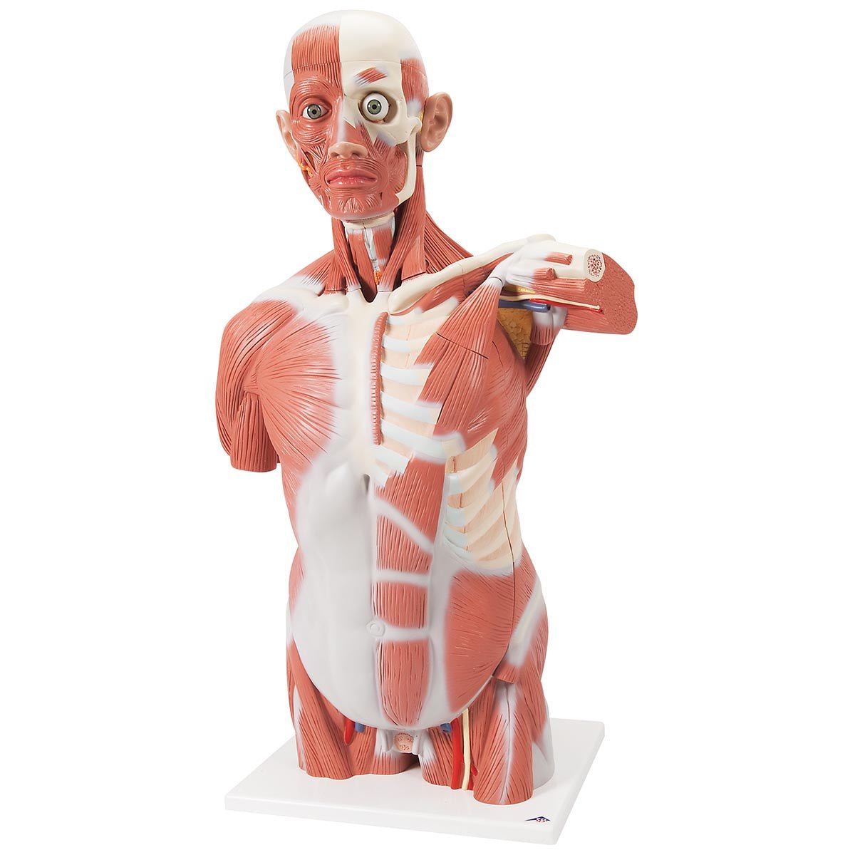 Torso m. muskler og organer, kønsløs, 27 dele, 95 cm - eAnatomi