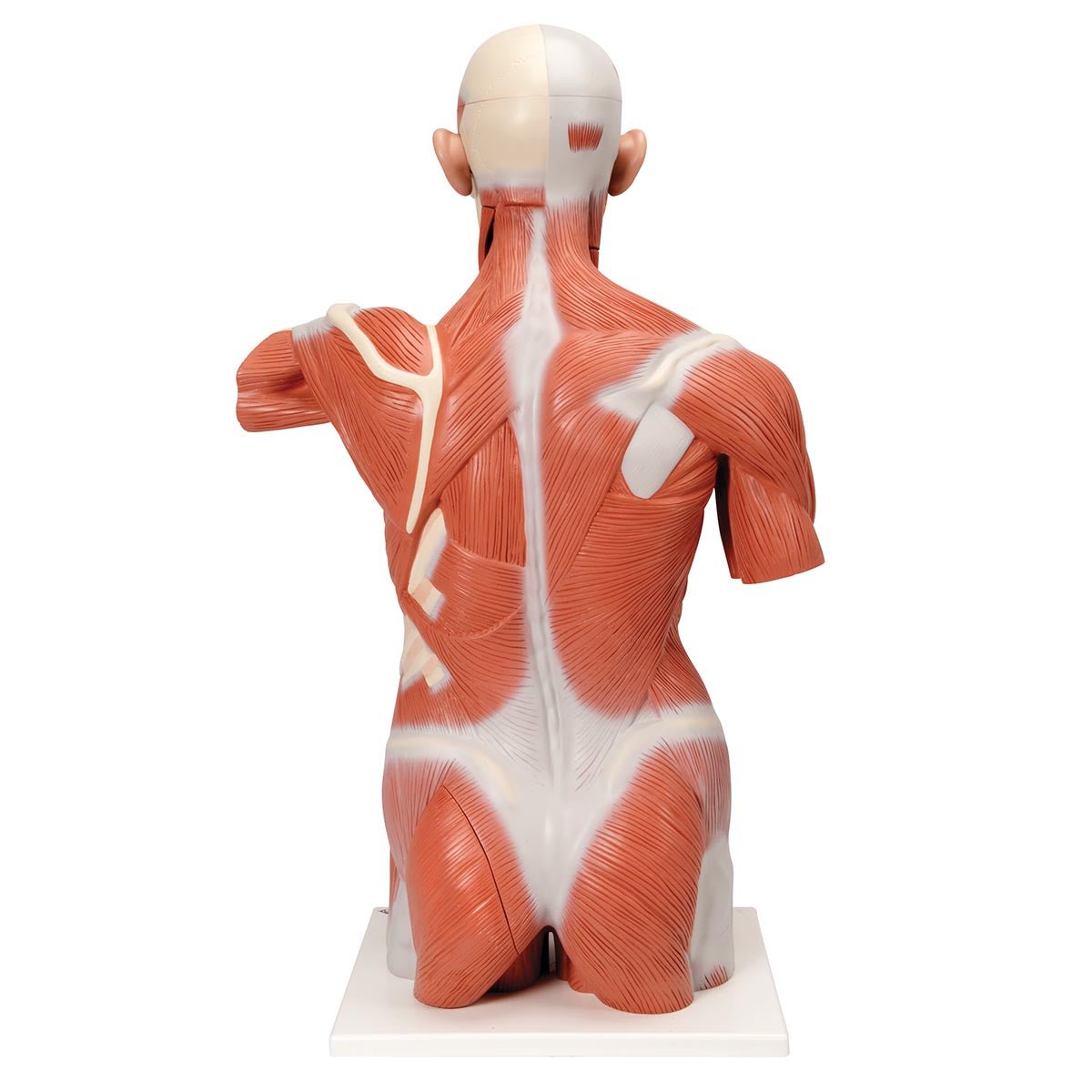 Torso m. muskler og organer, kønsløs, 27 dele, 95 cm - eAnatomi