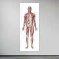 Large-format front view of the male muscular system