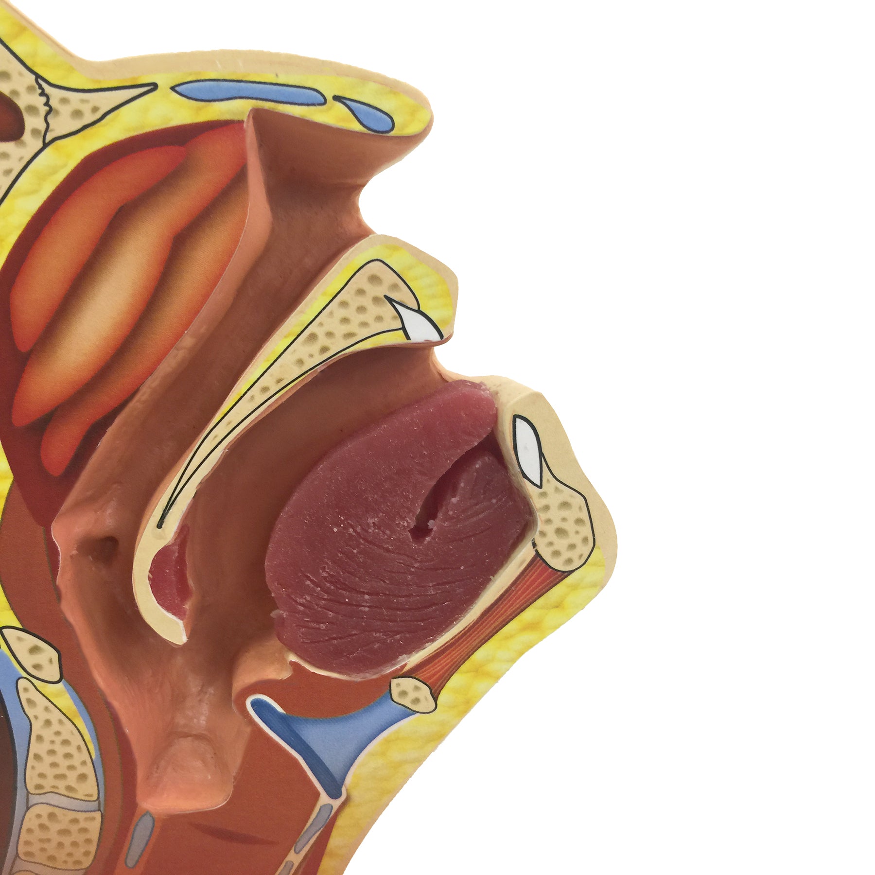 Nose and neck model for practicing inoculation technique
