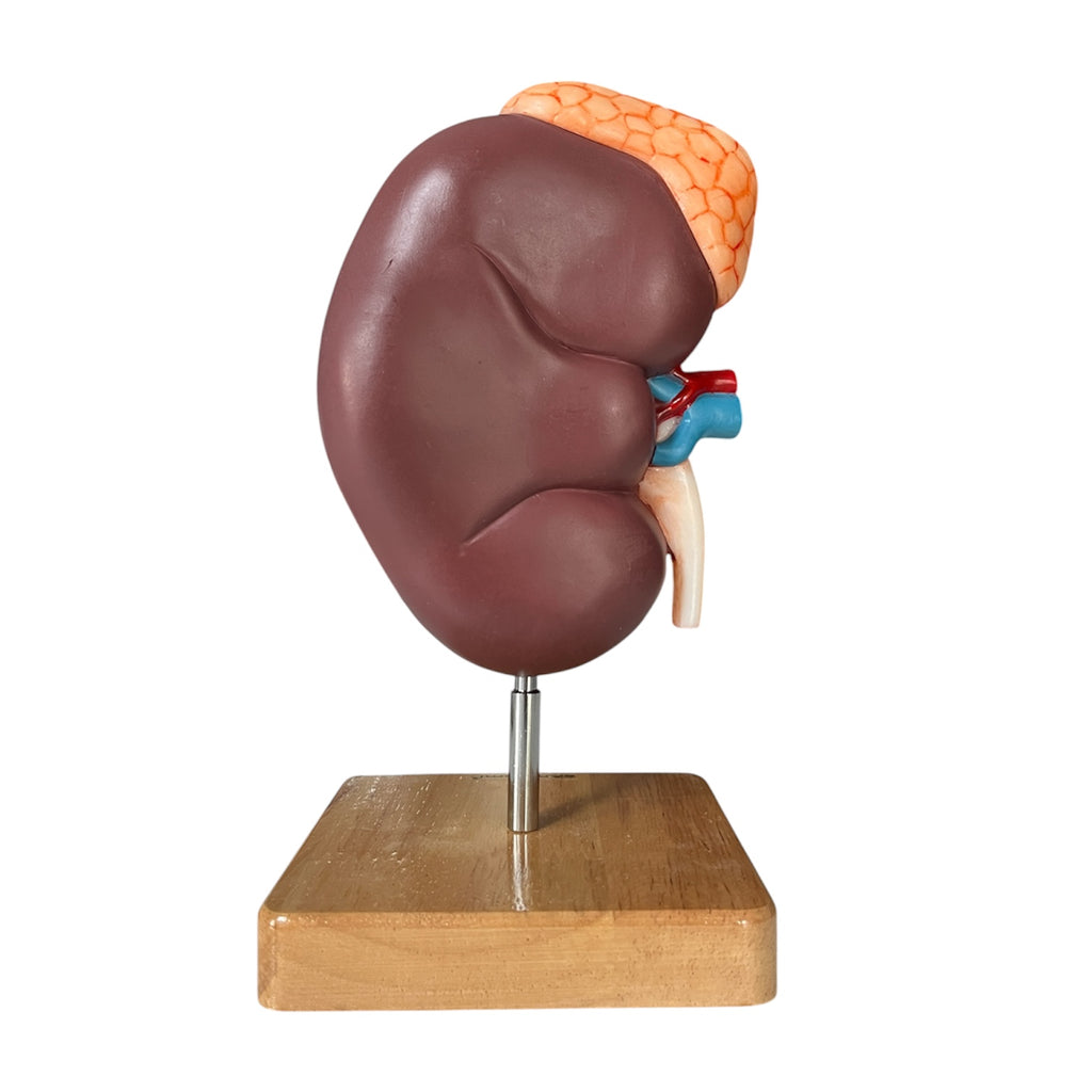 Kidney, enlarged with overview, anatomical model