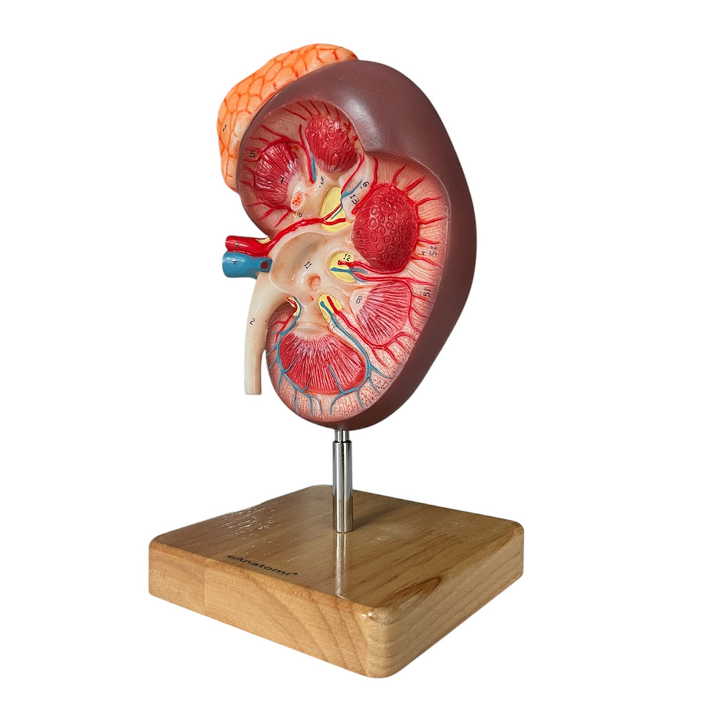 Kidney, enlarged with overview, anatomical model