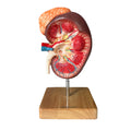Kidney, enlarged with overview, anatomical model