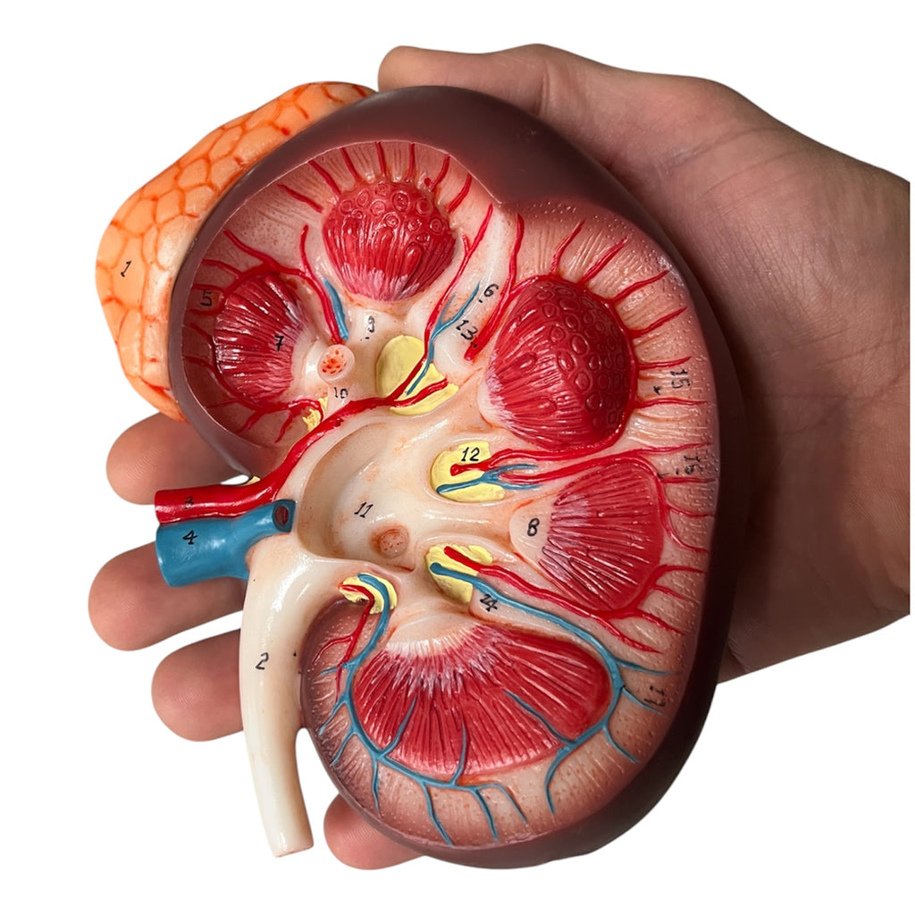 Kidney, enlarged with overview, anatomical model