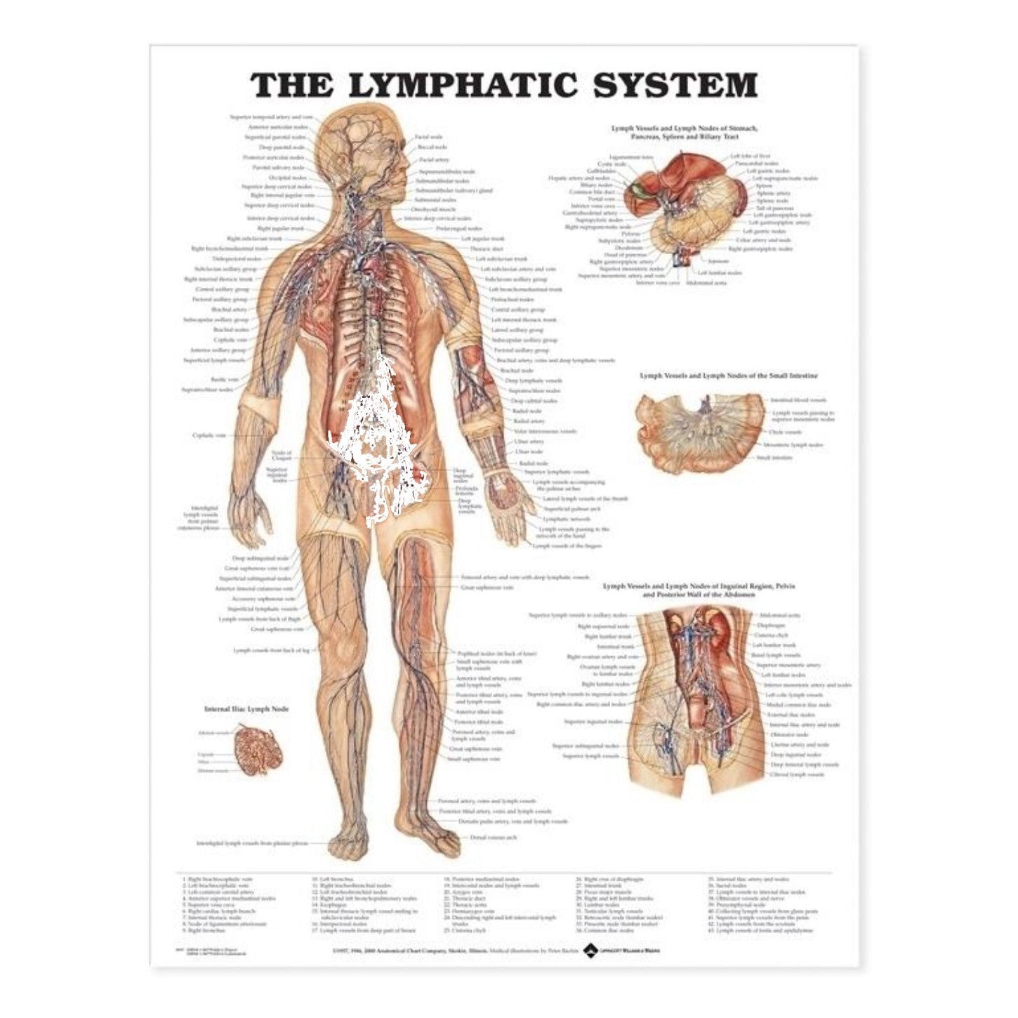 Plakat om lymfesystemet på engelsk - eAnatomi