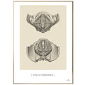 Anatomisk kunstplakat, pelvis feminina © eAnatomi