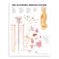 Plakat om det autonome nervesystem på engelsk 2. sortering - eAnatomi