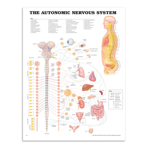 Plakat om det autonome nervesystem på engelsk 2. sortering - eAnatomi