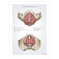Anatomi plakat - Muskler i bækkenbunden - eAnatomi