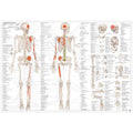 Anatomi plakat - Bevægeapparatets anatomi EA1 - eAnatomi