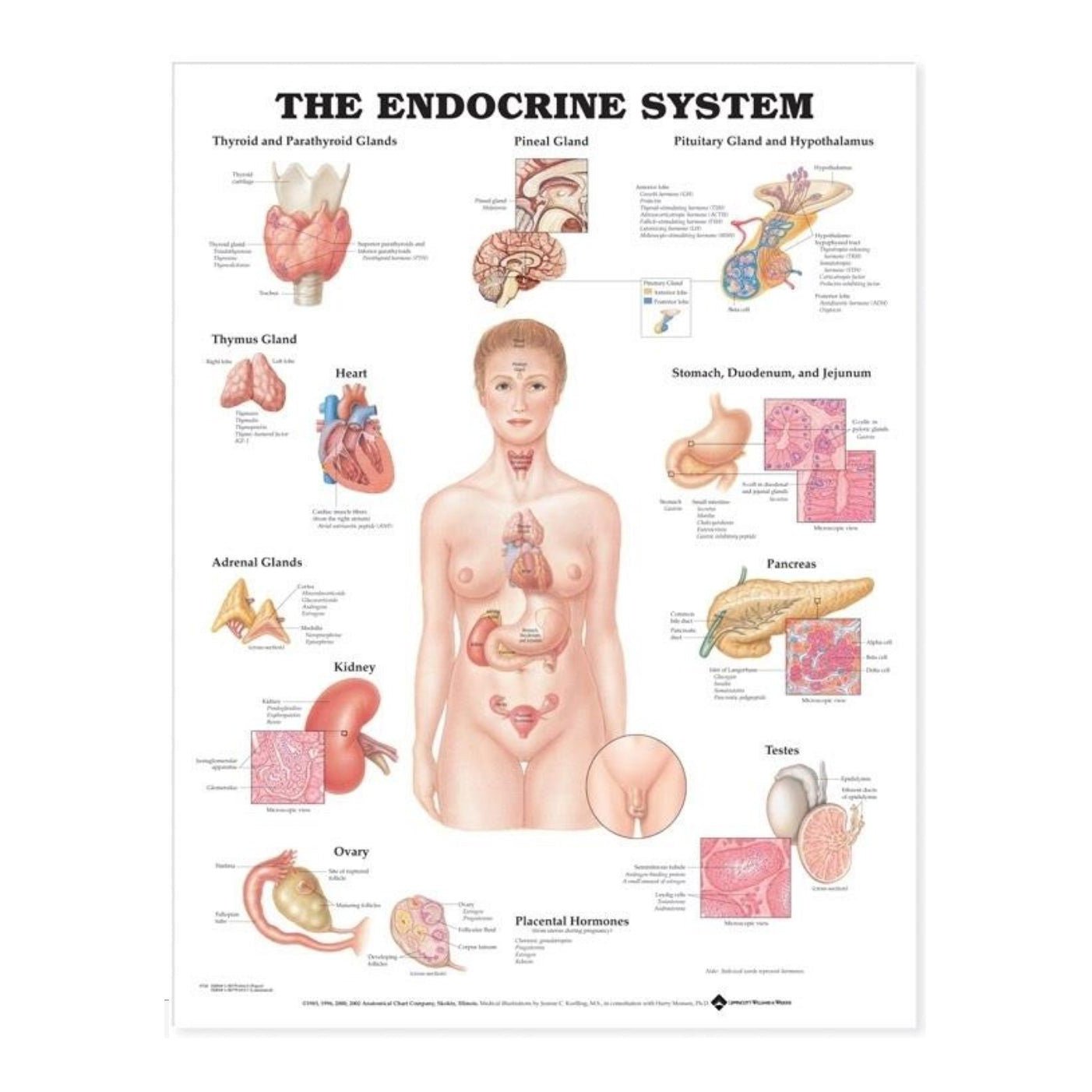 Plakat om det endokrine system på engelsk - eAnatomi