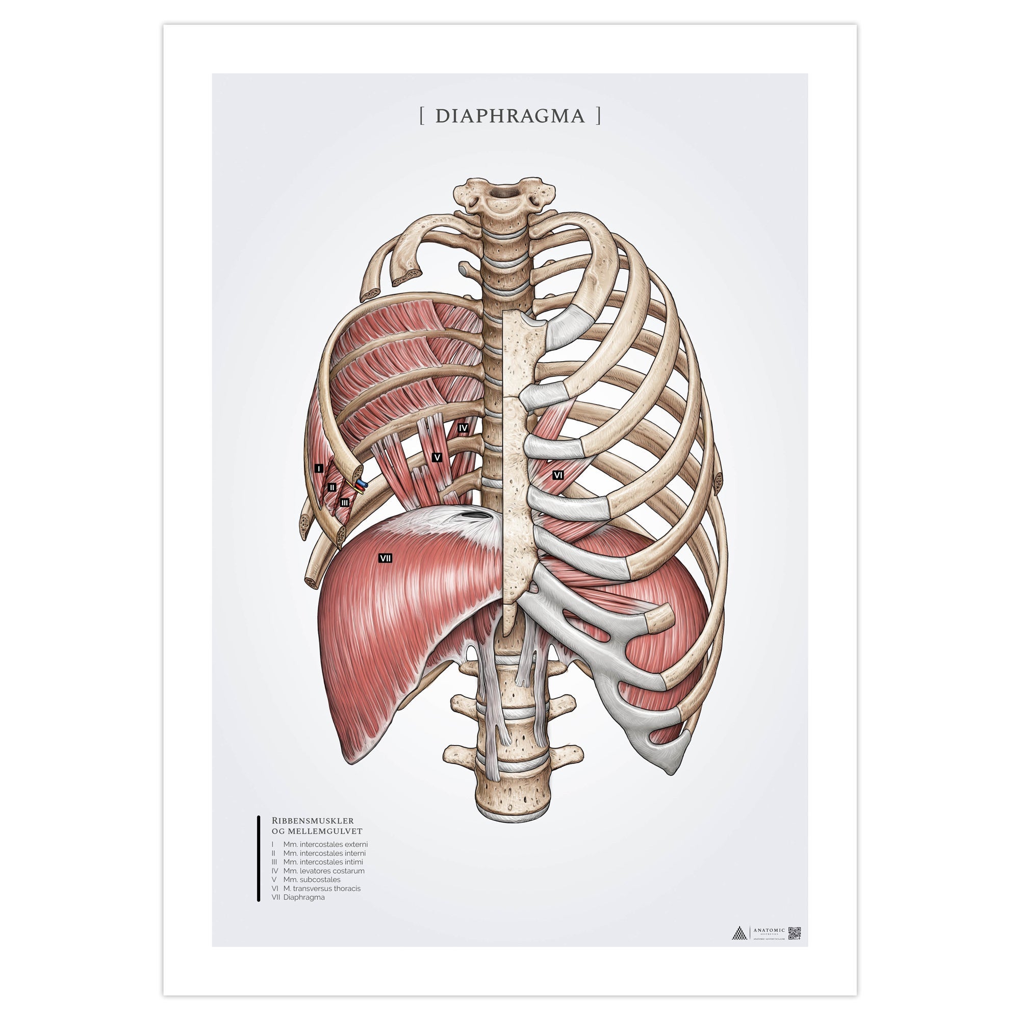 Diaphragm Diagram Anatomy