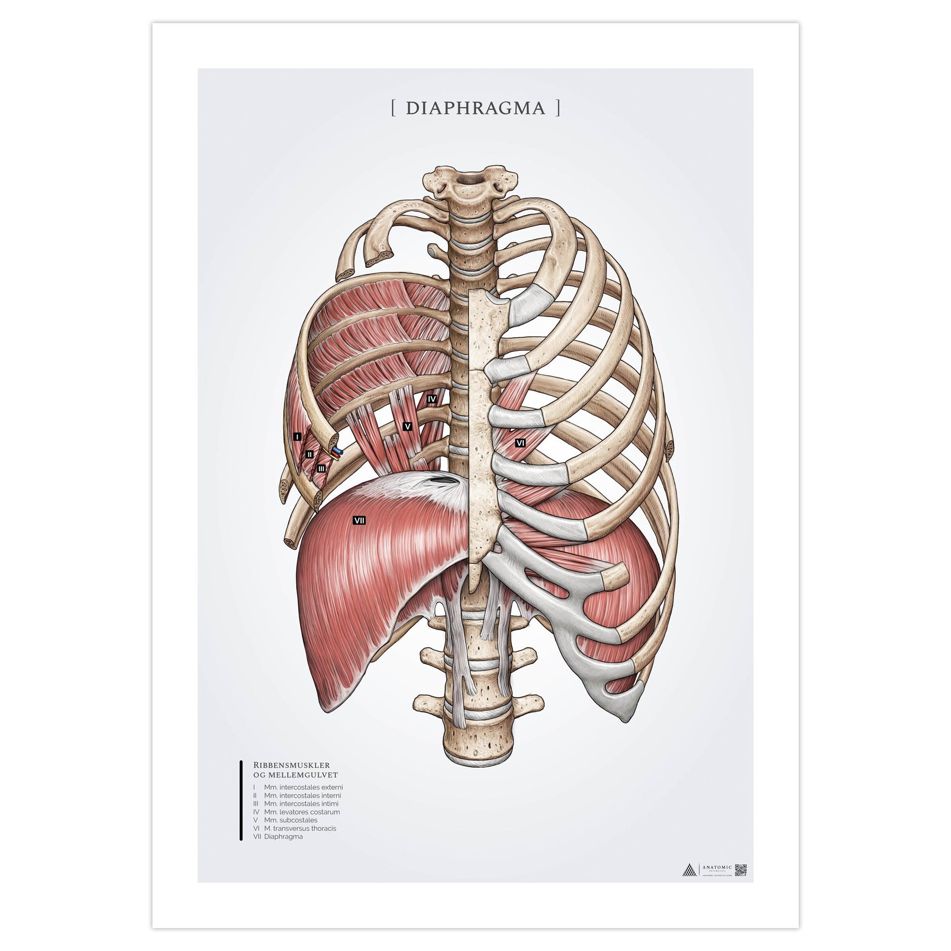 Diaphragm Diagram Human Body