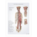 Anatomi plakat - Dybe rygmuskler - eAnatomi