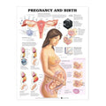 Plakat om graviditet og fødsel på engelsk - eAnatomi