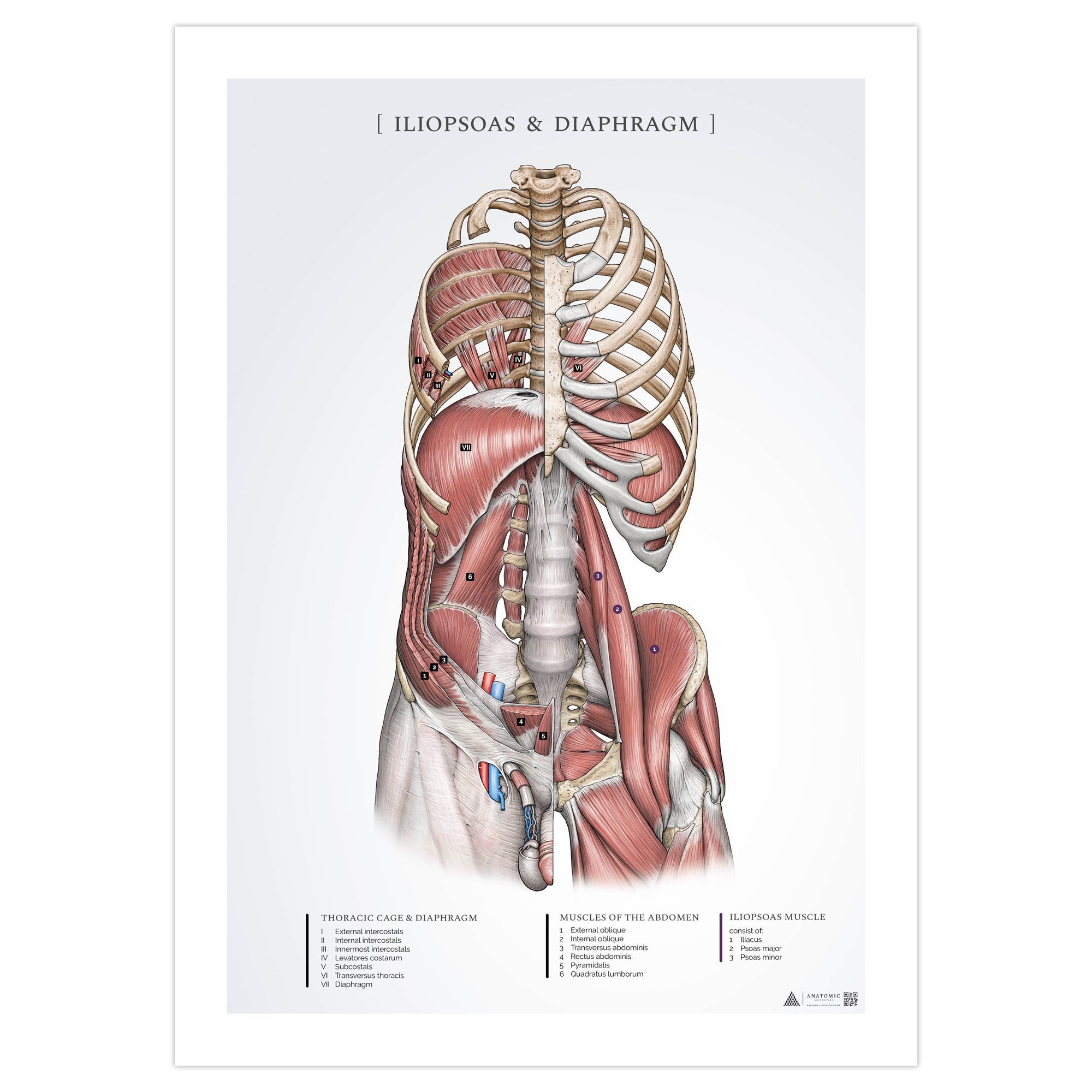 Anatomi plakat - Iliopsoas og Diaphragma - eAnatomi