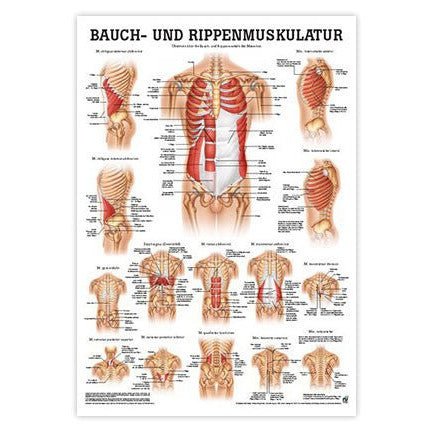 Lamineret muskelplakat om maven og ribbensmuskulaturen på tysk & latin - eAnatomi