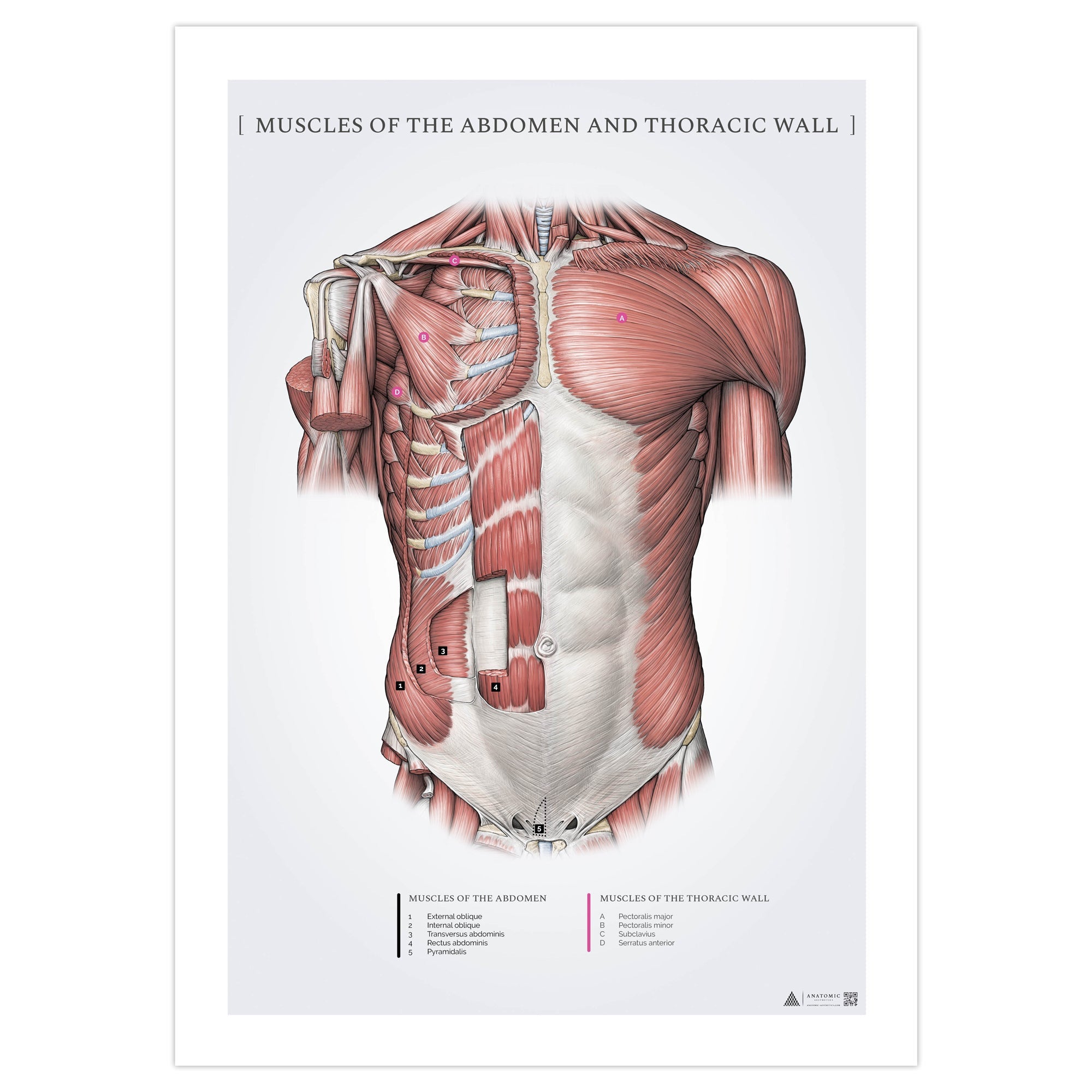 Abdominal and superficial pectoral muscles, anatomy poster © eAnatomi