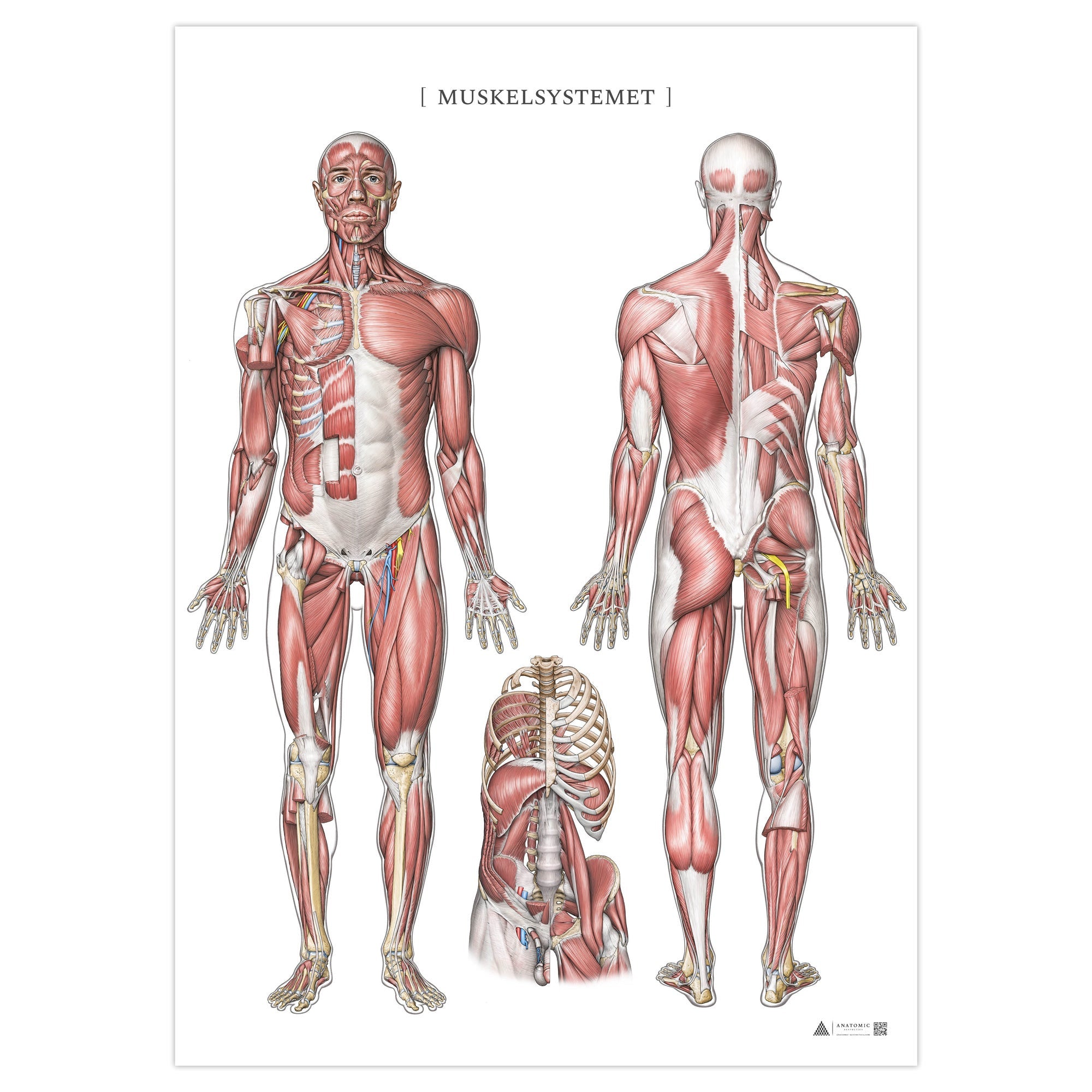 Anatomy poster - The muscular system in Anatomical posters – eAnatomi