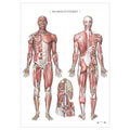Anatomi plakat - Muskelsystemet - eAnatomi