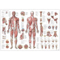 Anatomi plakat - Muskelsystemet EA5 - eAnatomi