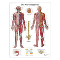 Lamineret plakat om nervesystemet på latin (men tysk overskrift) - eAnatomi