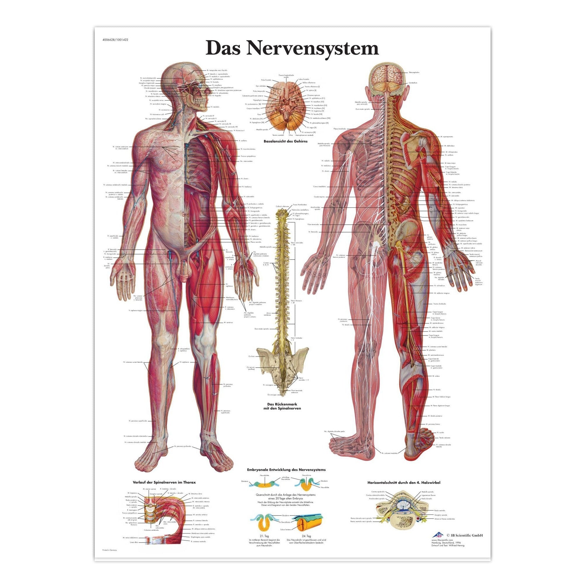Lamineret plakat om nervesystemet på latin (men tysk overskrift) - eAnatomi