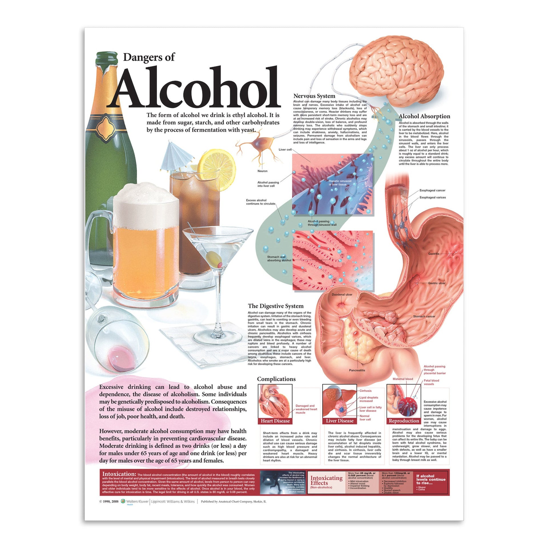 the effect of mixing alcohol and tobacco poster Harm from alcohol – laminated poster, English – eAnatomi