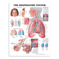 Plakat om åndedrætssystemet på engelsk - eAnatomi