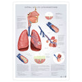 Plakat der forklarer astma, KOL og emfysem - eAnatomi
