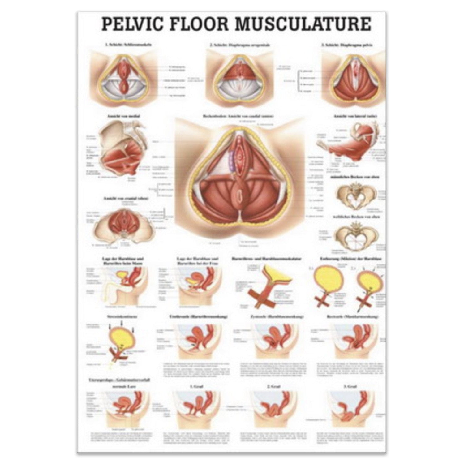 Pelvic musculature laminated English with black metal strips