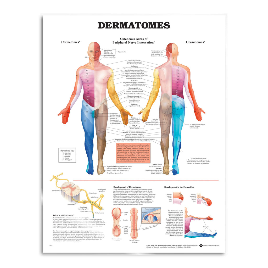 Plakat om dermatomer på engelsk, papir. 2. sortering
